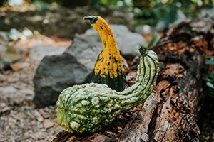 Dinosaur Gourds Seeds