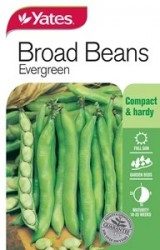 Broad Beans Evergreen Seeds